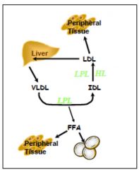 VLDL synthesized in the liver from TG (regulated by free fatty acid influx, alcohol, drugs)

It acquires ApoCII for LPL and APoE for remnant uptake from HDL. 

modified by LPL in capillaries , removing TG for tissues, becomes IDL

IDL is fur...
