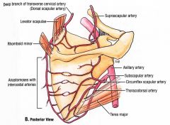 -intercostal arteries (off of transverse cervical artery) - merges with
-circumflex scapular artery (off of suprascapular artery) - merges with
-thoracodorsal artery
*to form subscapular artery of axillary artery*