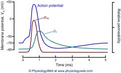 -Conductance of Na+ rises until peak of action potential when the channels inactivate
-Conductance of K+ channels slowly rise and fall