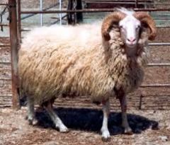  a male sheep