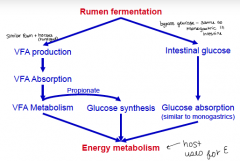 -creates VFA and intestinal glucose 
-VFA absorbed for VFA metabolism OR glucose synthesis 
-Glucose is absorbed 
**Products used for energy metabolism