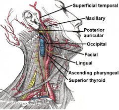 Superficial temporal artery and the maxillary artery