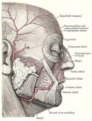 transverse facial artery