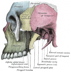 Superior: greater wing of sphenoid
Inferior: Medial pterygoid muscle
Medial: lateral pterygoid plate
Lateral: ramus of mandible