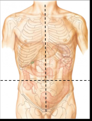 vertical line is drawn at the midline of the body through the middle of the sternum and belly button and the horizontal line is drawn through the belly button