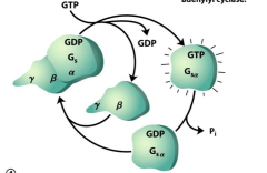 displaced GDP allows for activation of adenyl cyclase; GTPase turns off Gs-GTP by hydrolyzation