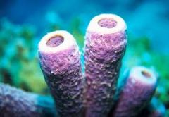 Porifera
    (Sponges)