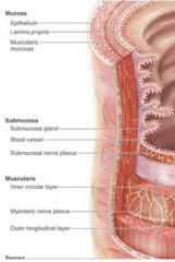 1.  musoca, there are three layers. 
        -The innermost  layer is the lining epithelium. Depending on its location in the GI tract, the lining epithelium may function as protective, absorptive, or secretory. It may fold inward to increase sur...