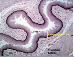 High magnification view of esophagus’ lining epithelium