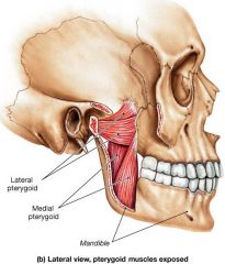 Action: elevates mandible
Innervation: nerve to medial pterygoid V3