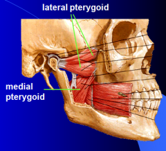 Action: protrudes and depresses mandible
Innervation: nerve to lateral pterygoid (V3)