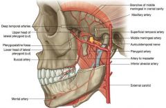 Maxillary artery