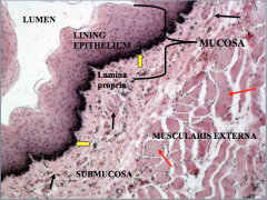High magnification view of esophagus’ lining epithelium.