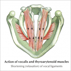 Lateral portion is just called the lateral thyroarytenoid muscle, which adducts the vocal fold. 

Medial portion is the vocalis muscle, which controls length, tension and stiffness.