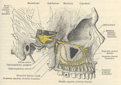 Arises from trigeminal ganglion and emerges from the cranial cavity into the infratemporal fossa via the foramen ovale