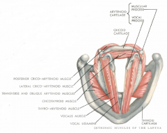 Origin: posterior cricoid lamina
Insertion: muscular process of the arytenoid cartilage