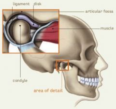 A complex articulation of the mandible b/e the maxillary and mandibular teeth (interjaw dental occlusion) and b/e the mandibular condyle and the temporal bone