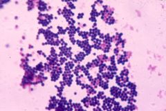 Gram Positive Bacteria, Skin & Respiratory Infections, (clusters of grapes)