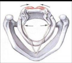 Two compartments: medial (transverse) & lateral (oblique)

Actions: the only abductor in the larynx
- pulls muscular process down and back to rotate arytenoid so that vocalis process moves up and out
- Co-contracts with adductor muscles during...