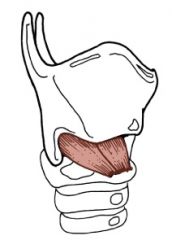 Origin: anterior arch of the cricoid cartilage
Insertion: thyroid cartilage