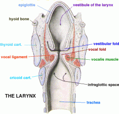 Laryngeal vestibule: from the inlet of the larynx to the edges of the false vocal folds

Anterior: posterior surface of the epiglottis
Posterior: interarytenoid area
Lateral: false vocal folds
