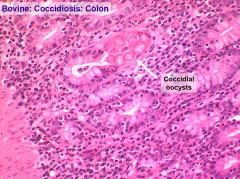 Necrotising Enteritis
Coccidiosis