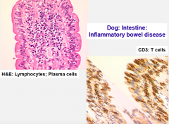 Results in:
malabsorption and chronic diarrhoea


1. Lymphocytic/plasmacytic enteritis (dog, cat, horse)


2. Eosinophilic gastroenteritis: dog, cat, horse, idiopathic.


3. Lymphangiectasia: Dogs.******
Lymphatic obstruction
DILATATION OF LYMPHAT...