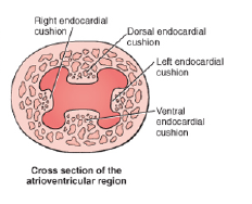 The he tricuspid (right) and mitral (left) atroventricular valves develop in the junction.

The separation is by endocardial cushions