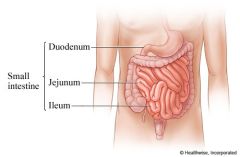 The small intestine consists of three parts. The first part, called the duodenum, connects to the stomach. The middle part is the jejunum. The third part, called the ileum, attaches to the colon.