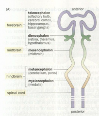 The anterior part of the forebrain, including the olfactory bulb, cerebral cortex, hippocampus, and basal ganglia