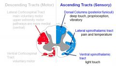 mnemonic for the most important spinal cord tracts is