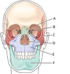 Name the labeled facial bones