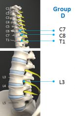 cervical spine the nerve roots exit above the corresponding pedicle. the C7 nerve root exits above the C7 pedicle. the lumbar spine where the nerve roots exit below the corresponding pedicle. an extra nerve root (C8) in the cervical spine that doe...