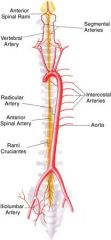 Ant spinal artery (A) is the predominant blood supply to the spinal cord & sup the ant 2/3rds of the spinal cord. There is only one ant spinal A in comparison to the paired dorsal spinal A. The paired dorsal spinal A (B) supply the dorsal 1/3rd of...
