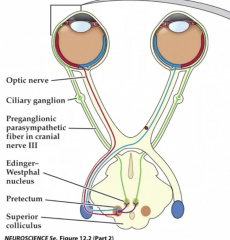 1. Lys påvirker retina.
2. Afferente impulser sendes til corpus geniculate laterale (tectum).
3. Her fra bilateralt til Nc. Edinger westphali
4. Via de parasympatiske oculomotorius grene til ganglion ciliare.
5. Til M. sphincter pupillae - Kontra...