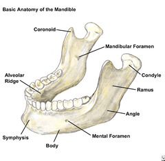 Mandibular foramen


(Nerves/vessels?)


 