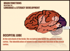 The occipital lobe holds the primary visual cortex. 

The identification of letters is one important function of the visual cortex.