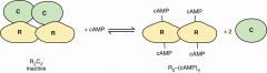 two R bind cAMP
cAMP binding releases R from C
C are active as monomers
release regulatory from catalytic