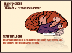 Temporal lobe: lower portion of the brain, almost near theears or your temples. 


The temporal lobe impacts verbal memory