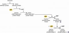 converting enzyme
phosphorylase B to A
BY covalent phosphorylation