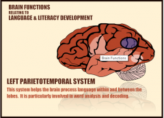 Left parietotemporal system: This system helps the brainprocess language with and between the lobes. 


It is particularly involved inword analysis and decoding.