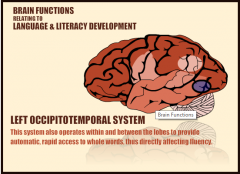 Left occipitotemporal system: This system also operateswithin and between the lobes to provide automatic, rapid access to whole words,and thus directly affects fluency.