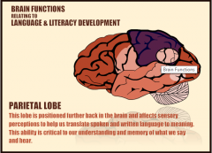 Parietal lobe: This lobe is positioned further back in thebrain and affects sensory perceptions to help us translate spoken and writtenlanguage to meaning. This ability is critical to our understanding and memoryof what we say and hear.