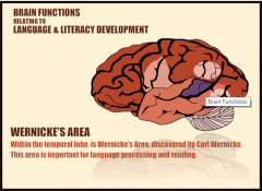 Wernicke’s area: within the temporal lobe, discovered byCarl Wernicke. This area is important for language processing and reading.