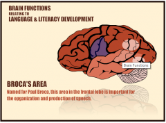 Broca’s area: Named for Paul Broca, this area is in thefrontal lobe.


It is important for the organization and production of speech.