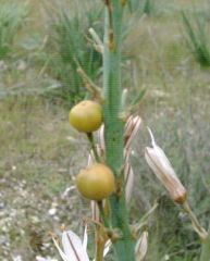 Asphodellaceae