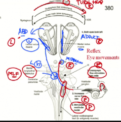 1. Right vestibular system activated and sends this to right CN 8 nuclei
2. CN 8 activates CL CN 6 and inhibits ipsilateral CN 6
3. CN 6 activates LR and also goes via MLF to activate right CN 3