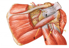BORDER:
-teres major
-long head of triceps brachii
-lateral head of triceps brachii (or shaft of humerus)
 
CONTENTS:
-profunda brachii artery
-radial nerve