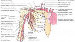 -inferior thyroid artery*
-transverse cervical artery$
-suprascapular artery$