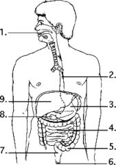 53) Examine the digestive system structures in the figure above. The agents that help emulsify fats are produced in
A) 1
B) 2
C) 3
D) 8
E) 9